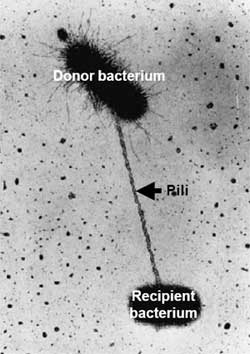 Cette photo montre deux bactéries procédant à un échange d'ADN à l'aide du pili, sorte de tunnel pour faire passer le matériel génétique.